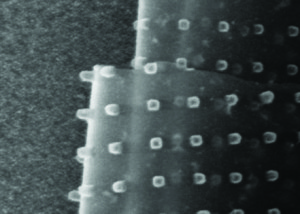 SEM image of curled roll of semitransparent material wth nanoscale columns.